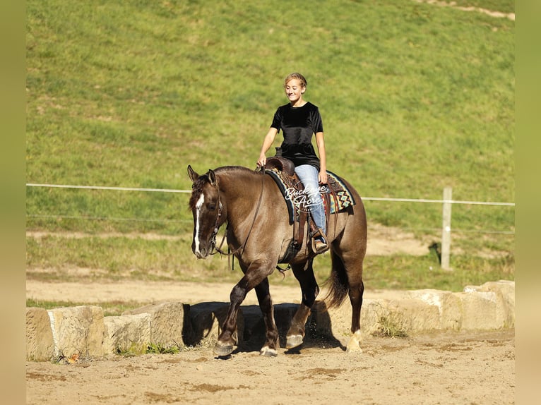 Draft Horse Mix Castrone 4 Anni 163 cm Grullo in Millersburg