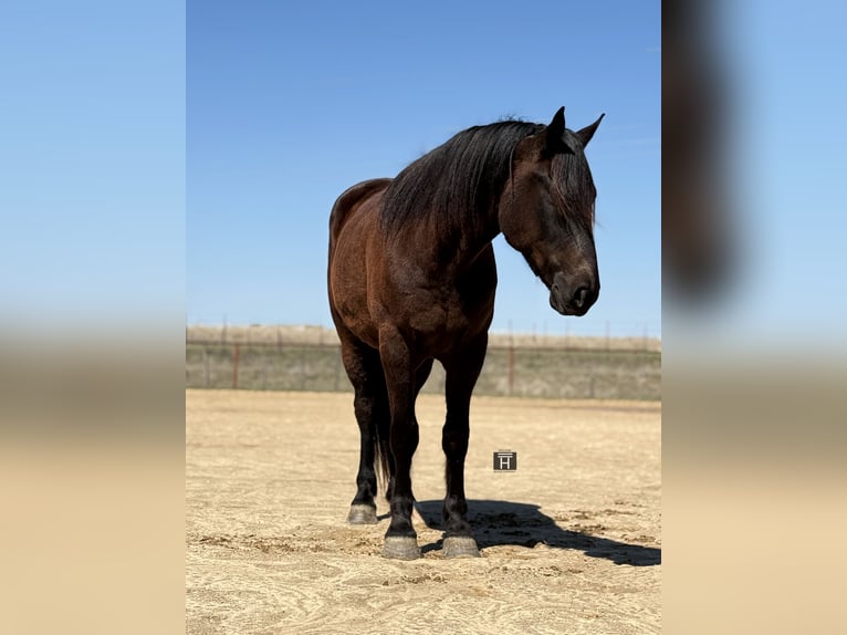 Draft Horse Mix Castrone 4 Anni 163 cm Morello in Weatherford