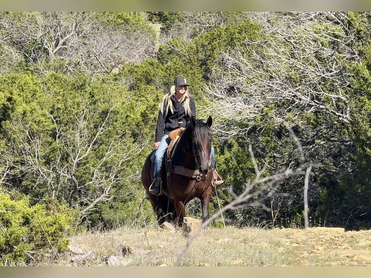 Draft Horse Mix Castrone 4 Anni 163 cm Morello in Weatherford
