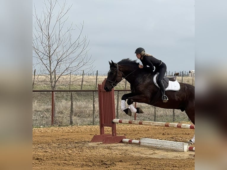 Draft Horse Mix Castrone 4 Anni 163 cm Morello in Weatherford