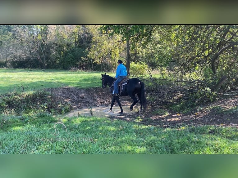 Draft Horse Castrone 4 Anni 163 cm Morello in Gettysburg, PA