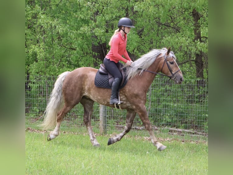 Draft Horse Mix Castrone 4 Anni 163 cm Palomino in Howell