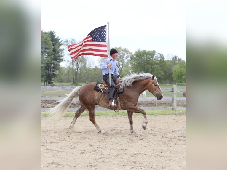Draft Horse Mix Castrone 4 Anni 163 cm Palomino in Howell