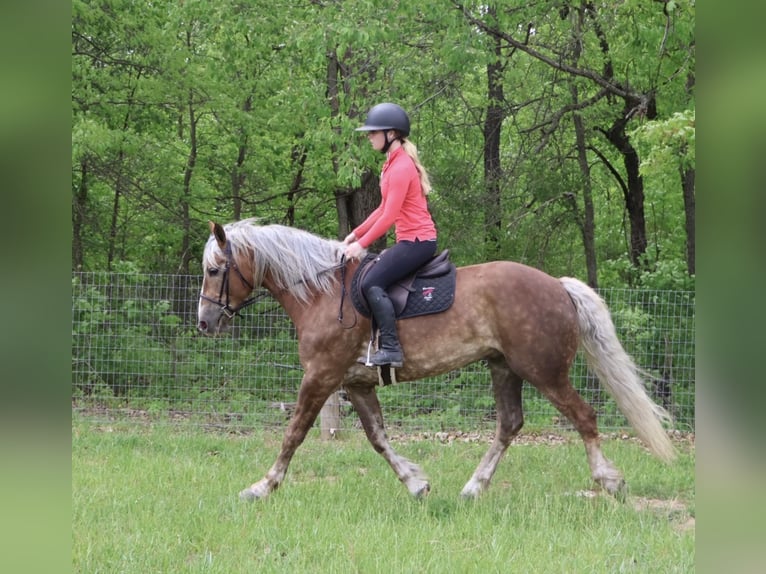 Draft Horse Mix Castrone 4 Anni 163 cm Palomino in Howell