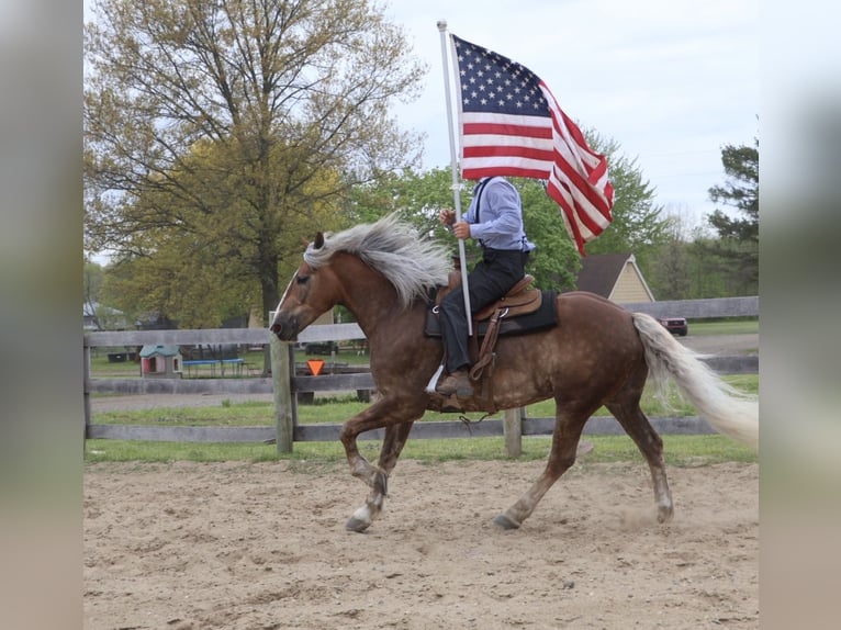 Draft Horse Mix Castrone 4 Anni 163 cm Palomino in Howell