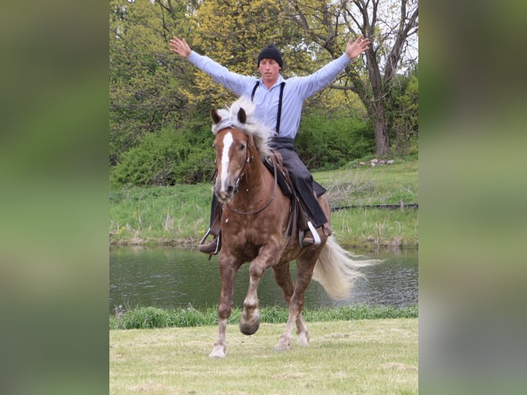 Draft Horse Mix Castrone 4 Anni 163 cm Palomino in Howell