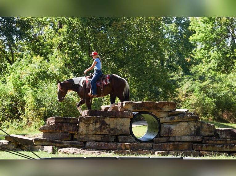 Draft Horse Mix Castrone 4 Anni 163 cm Pezzato in Quitman