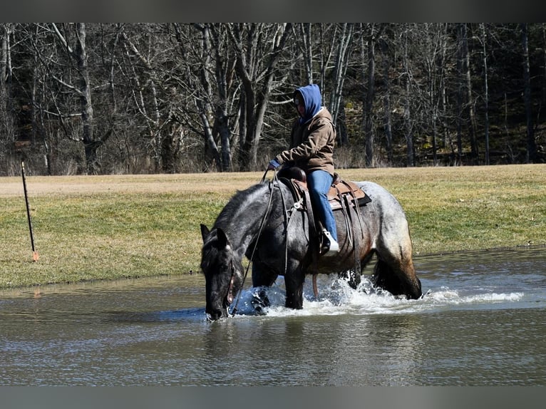Draft Horse Mix Castrone 4 Anni 163 cm Roano blu in Rebersburg, PA