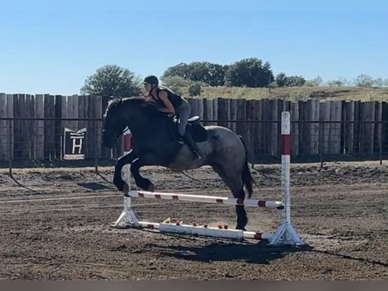 Draft Horse Castrone 4 Anni 163 cm Roano blu in Jacksboro TX