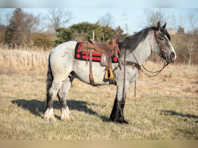 Draft Horse Castrone 4 Anni 163 cm Roano blu in THurmont MD