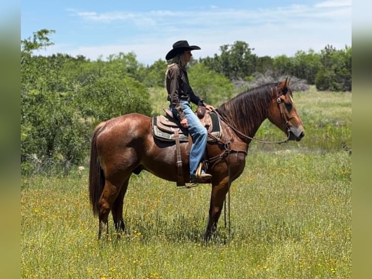 Draft Horse Castrone 4 Anni 165 cm Baio ciliegia in Weatherford
