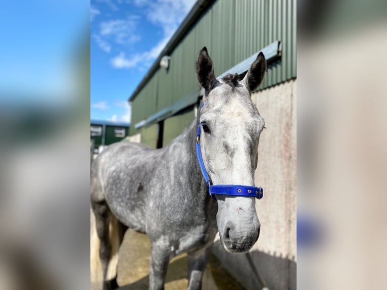 Draft Horse Castrone 4 Anni 165 cm Grigio ferro in Sligo