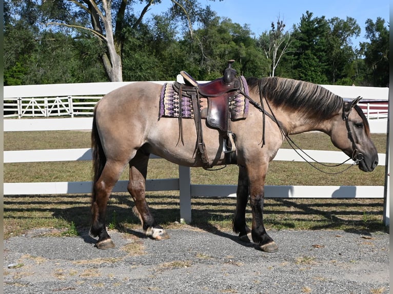 Draft Horse Castrone 4 Anni 165 cm Grullo in Shipshewana, IN