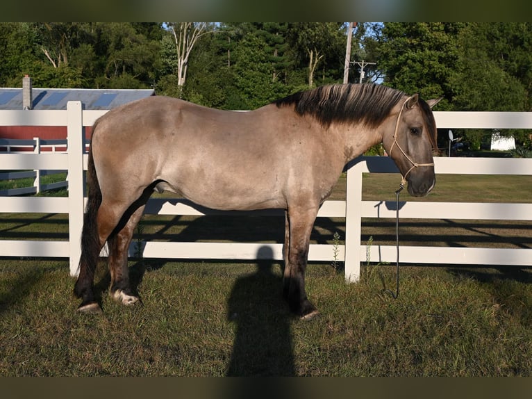 Draft Horse Castrone 4 Anni 165 cm Grullo in Shipshewana, IN