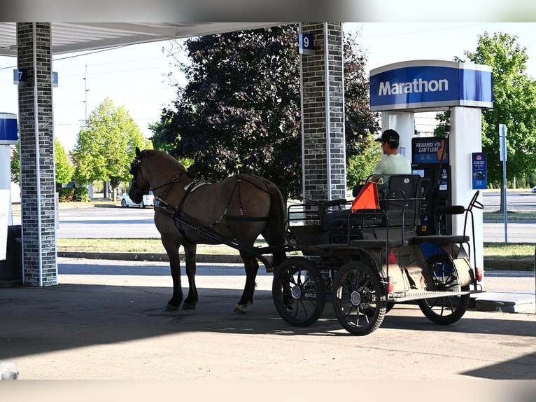 Draft Horse Castrone 4 Anni 165 cm Grullo in Shipshewana, IN