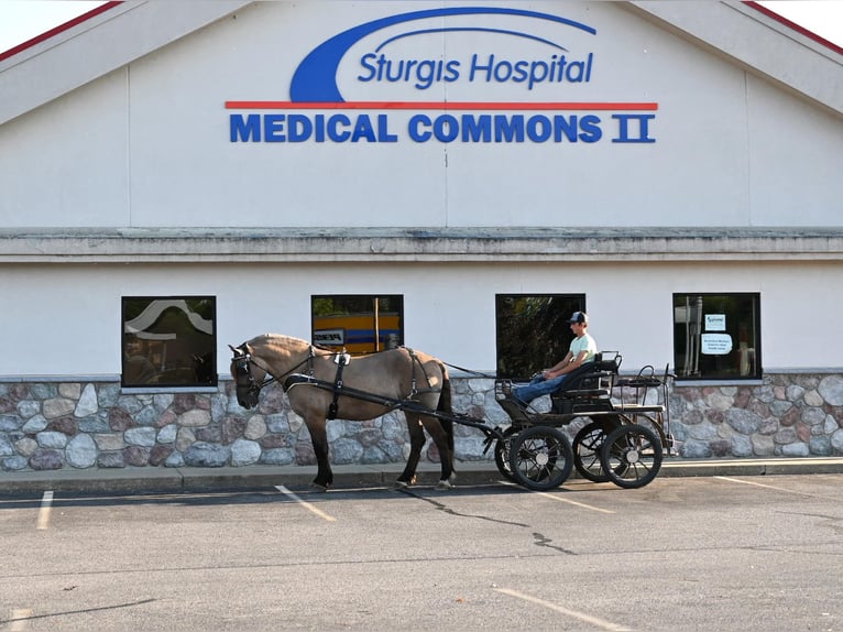 Draft Horse Castrone 4 Anni 165 cm Grullo in Shipshewana, IN