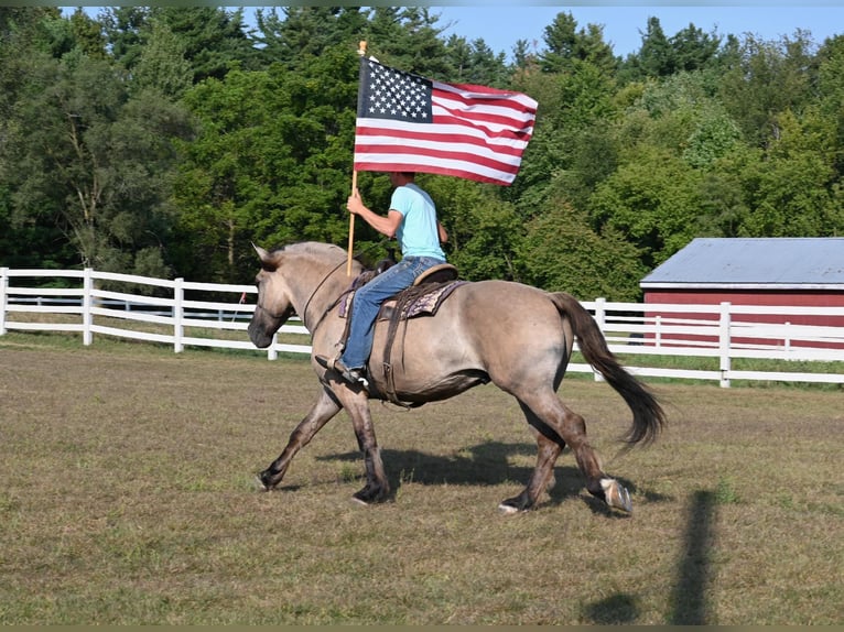 Draft Horse Castrone 4 Anni 165 cm Grullo in Shipshewana, IN