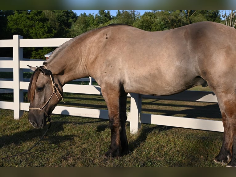 Draft Horse Castrone 4 Anni 165 cm Grullo in Shipshewana, IN