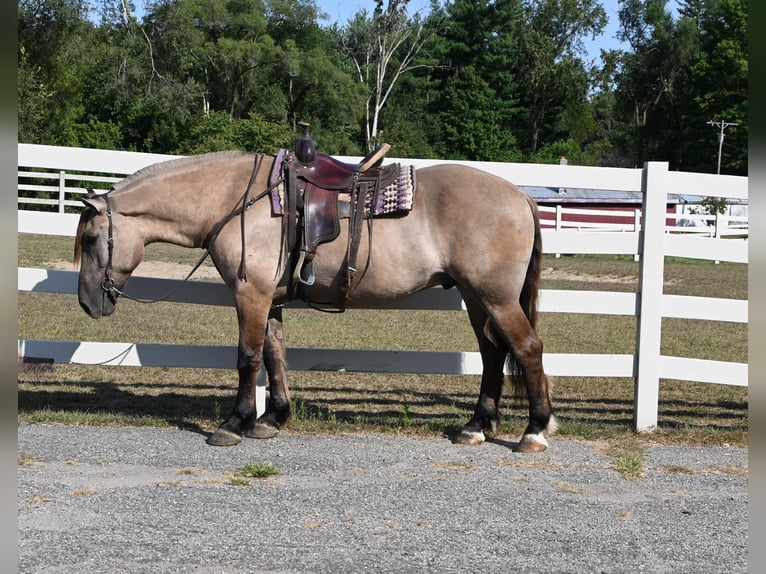 Draft Horse Castrone 4 Anni 165 cm Grullo in Shipshewana, IN