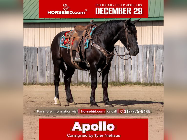 Draft Horse Mix Castrone 4 Anni 165 cm Morello in Nevis