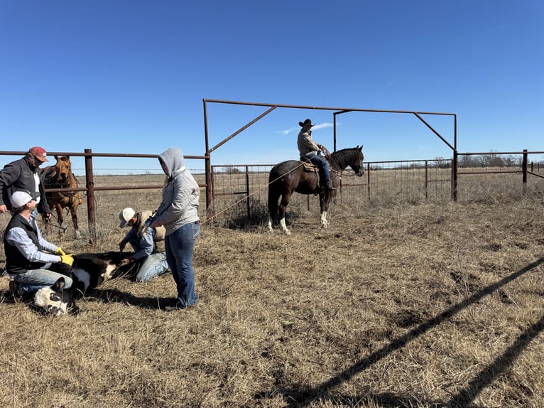 Draft Horse Mix Castrone 4 Anni 165 cm Morello in Madill