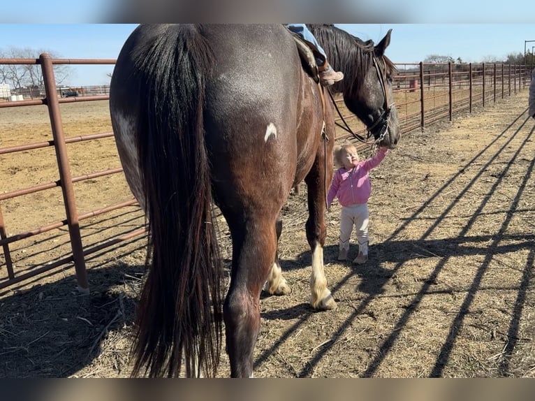 Draft Horse Mix Castrone 4 Anni 165 cm Morello in Madill
