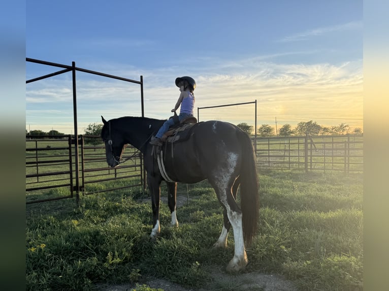 Draft Horse Mix Castrone 4 Anni 165 cm Morello in Madill