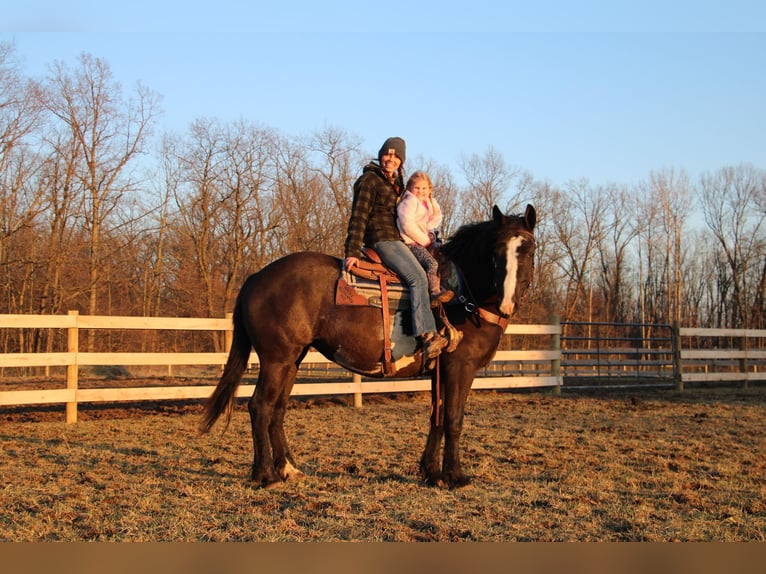 Draft Horse Castrone 4 Anni 165 cm Overo-tutti i colori in Howell, MI