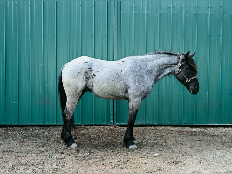 Draft Horse Castrone 4 Anni 165 cm Roano blu in Warsaw