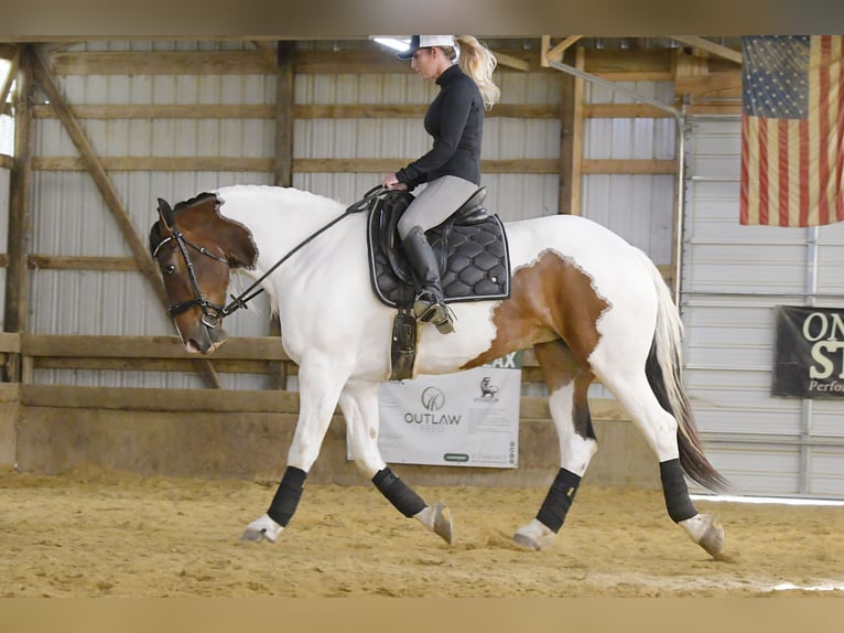 Draft Horse Castrone 4 Anni 165 cm Tobiano-tutti i colori in Independence IA