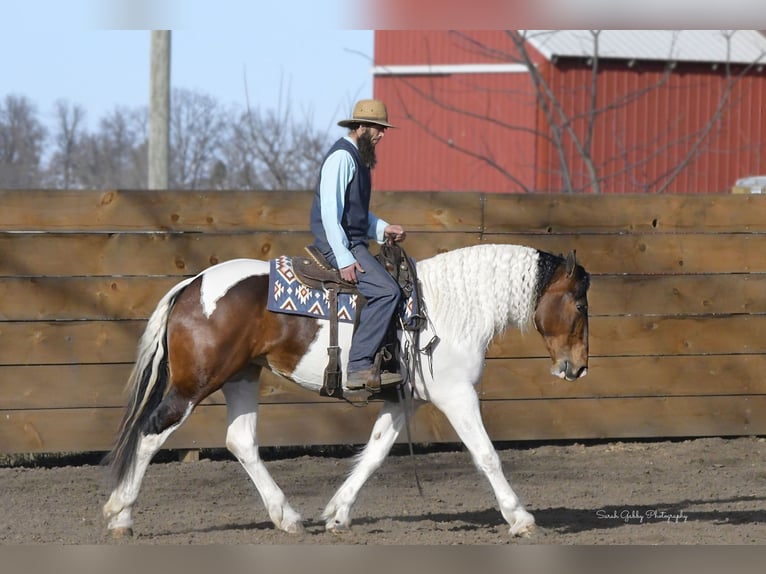 Draft Horse Castrone 4 Anni 165 cm Tobiano-tutti i colori in Independence IA