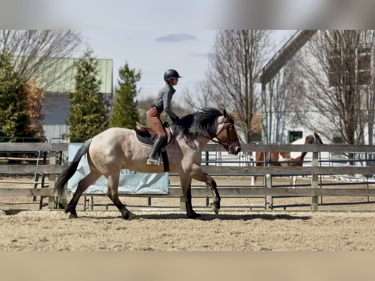 Draft Horse Mix Castrone 4 Anni 168 cm Baio roano in Gap