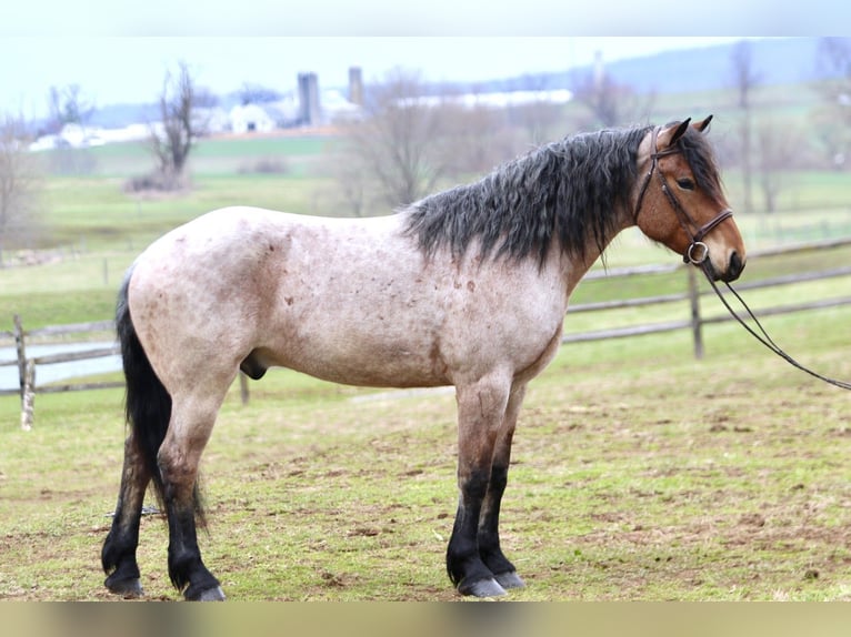 Draft Horse Mix Castrone 4 Anni 168 cm Baio roano in Gap
