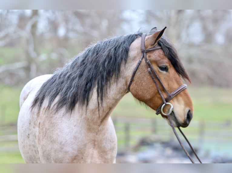 Draft Horse Mix Castrone 4 Anni 168 cm Baio roano in Gap
