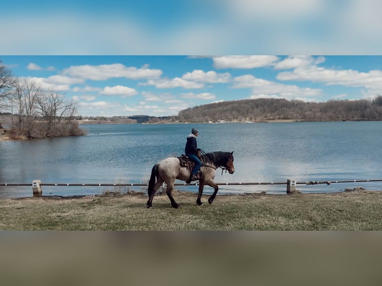 Draft Horse Mix Castrone 4 Anni 168 cm Baio roano in Gap
