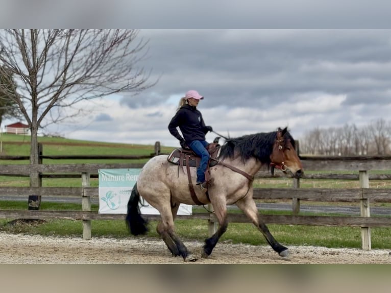 Draft Horse Mix Castrone 4 Anni 168 cm Baio roano in Gap