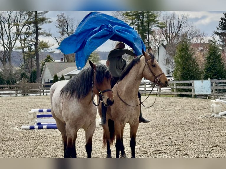 Draft Horse Mix Castrone 4 Anni 168 cm Baio roano in Gap