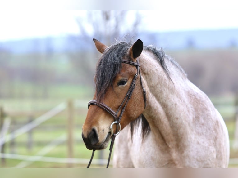 Draft Horse Mix Castrone 4 Anni 168 cm Baio roano in Gap