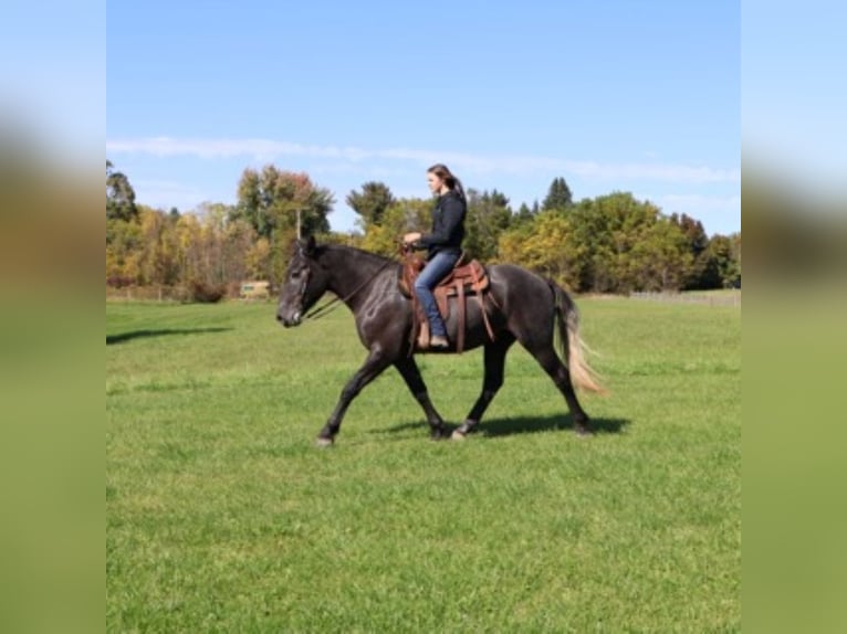 Draft Horse Mix Castrone 4 Anni 168 cm Grigio in Howell
