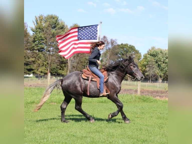 Draft Horse Mix Castrone 4 Anni 168 cm Grigio in Howell