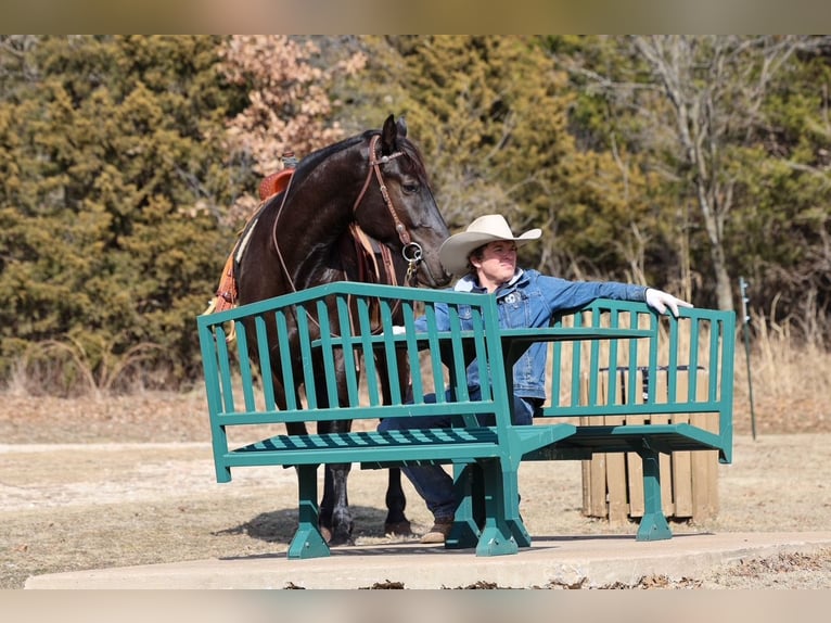 Draft Horse Mix Castrone 4 Anni 168 cm Morello in Ripley