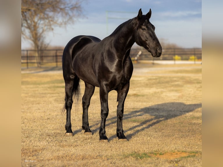 Draft Horse Mix Castrone 4 Anni 168 cm Morello in Ripley