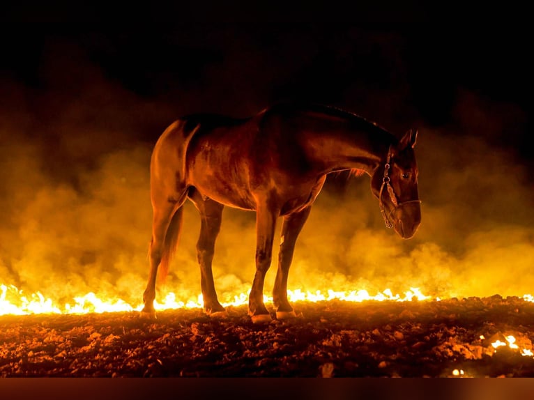 Draft Horse Castrone 4 Anni 168 cm Morello in Ripley