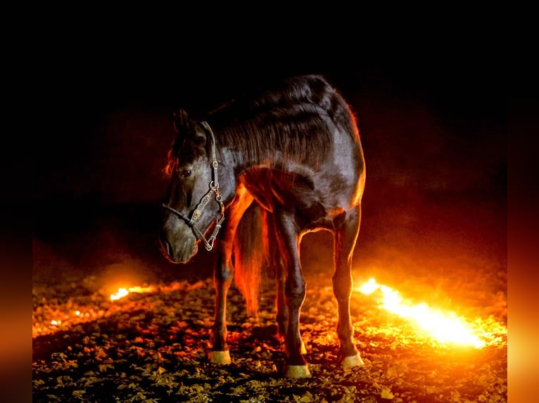 Draft Horse Castrone 4 Anni 168 cm Morello in Ripley
