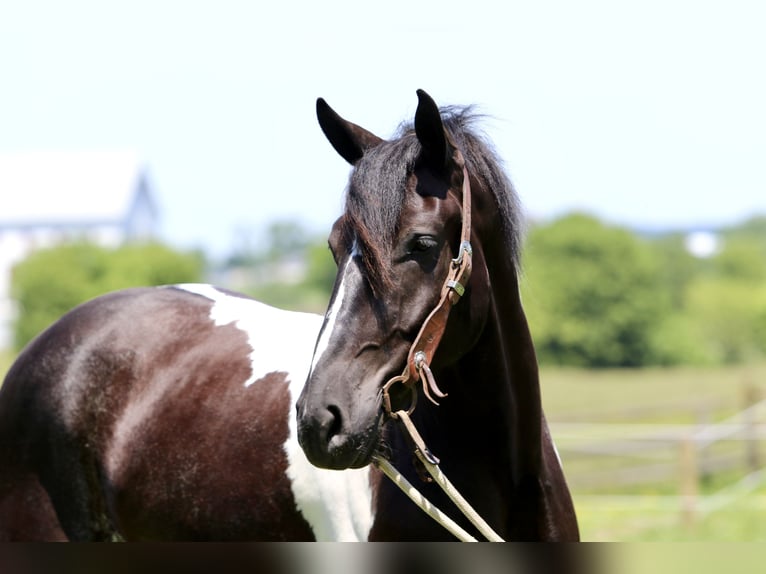 Draft Horse Mix Castrone 4 Anni 168 cm in Gap, PA