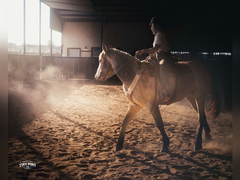 Draft Horse Castrone 4 Anni 168 cm Pelle di daino in Jacksboro