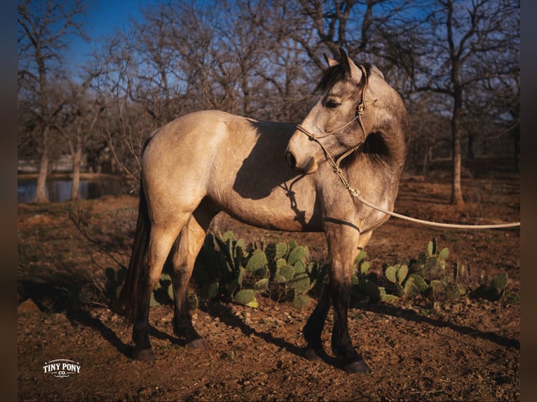 Draft Horse Castrone 4 Anni 168 cm Pelle di daino in Jacksboro