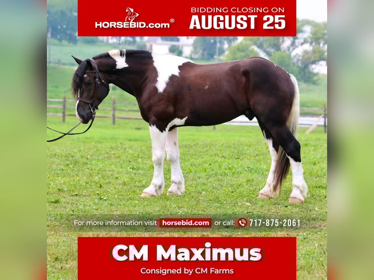 Draft Horse Mix Castrone 4 Anni 168 cm Pezzato in Gap