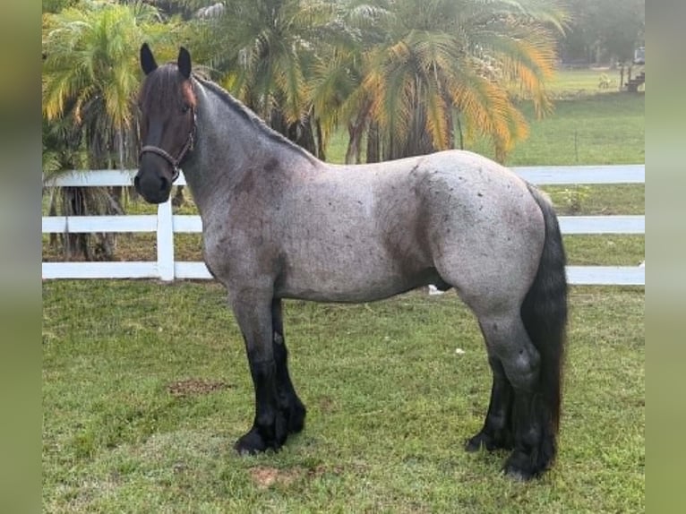 Draft Horse Castrone 4 Anni 170 cm Roano blu in Loxahatchee