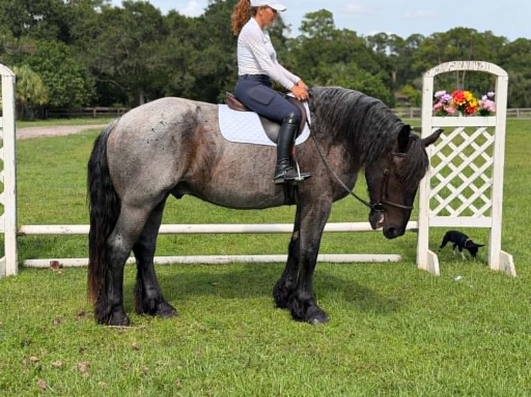 Draft Horse Castrone 4 Anni 170 cm Roano blu in Loxahatchee